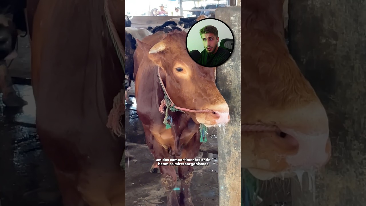 PORQUE OS RUMINANTES MASTIGAM TANTO? | Yago Stephano 