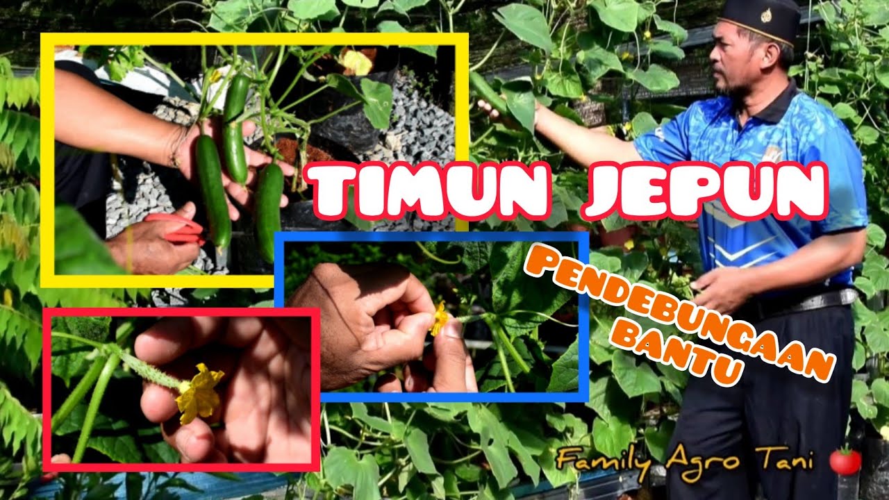 TIMUN JEPUN DENGAN PENDEBUNGAAN BANTU - (Hasilkan Buah yang Sempurna)