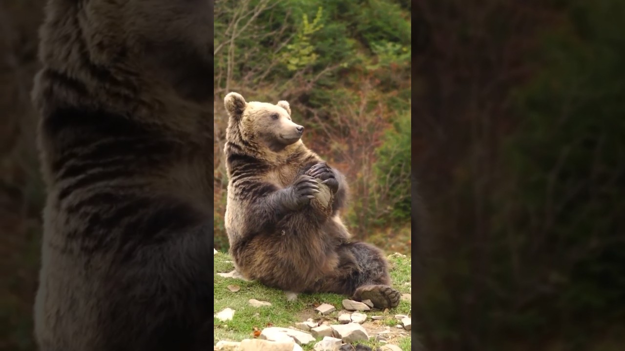 Nature videos 30 seconds || #nature #animals #bear #cat