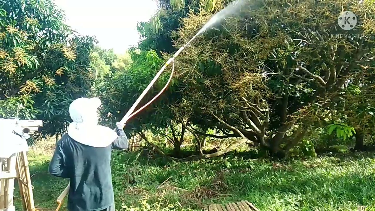 Spraying Mango at 32days flower / applying insecticide and fungicide