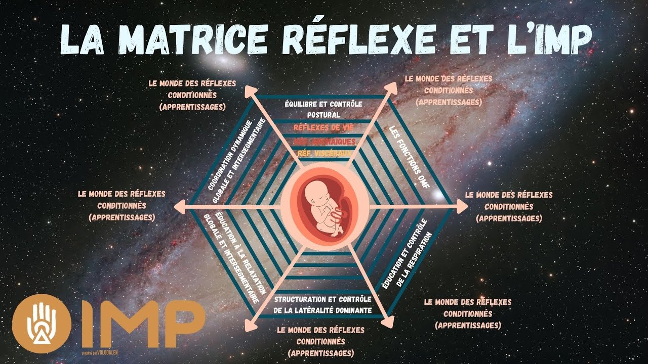 La matrice réflexe et l'IMP