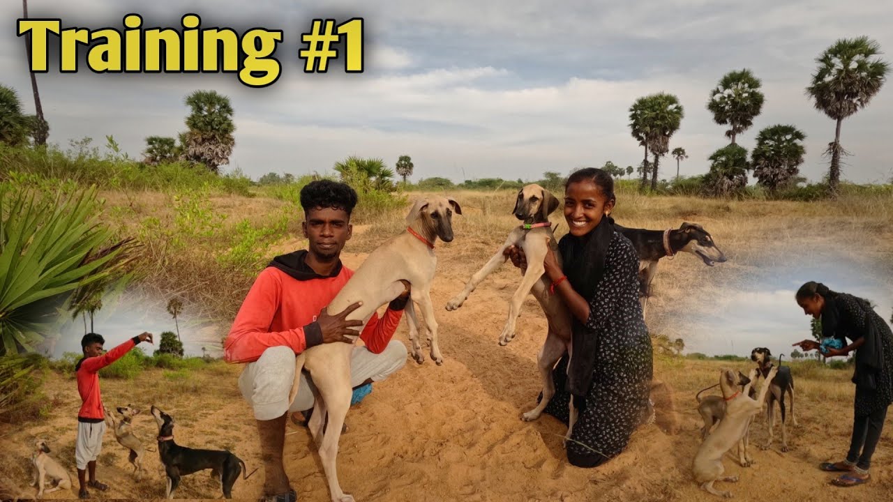 MY puppies training #Vlog1 🐕| Chippipaarai dog