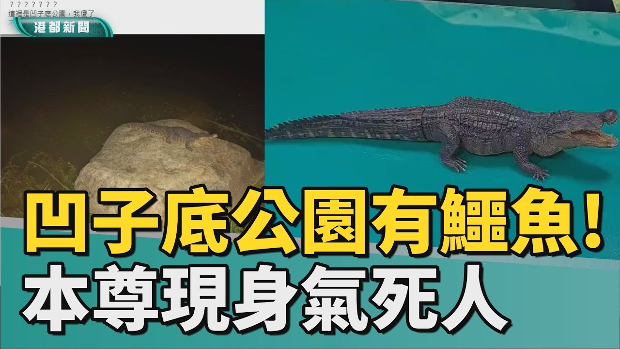 李安不是這麼好當的 | 凹子底森林公園有鱷魚！ 竟是民眾惡作劇