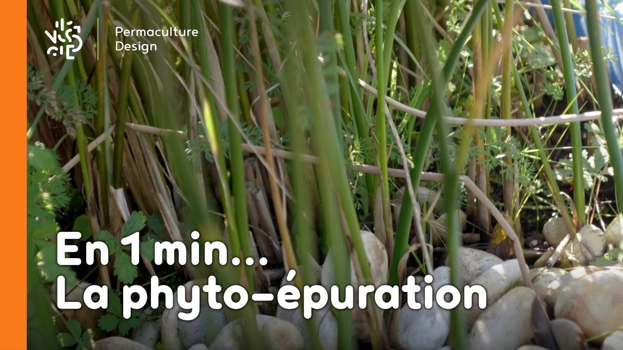 La minute permaculture #16 : C’est quoi la phyto-épuration ?