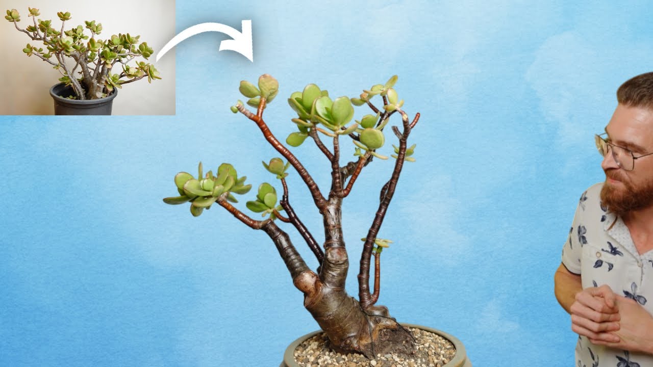 Rescaté un ÁRBOL DE JADE 🌿 | Transformación a BONSAI de Crassula Ovata
