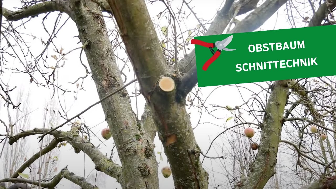 Obstbaumschnitt 🍎✂️ Wichtige Schnitttechniken