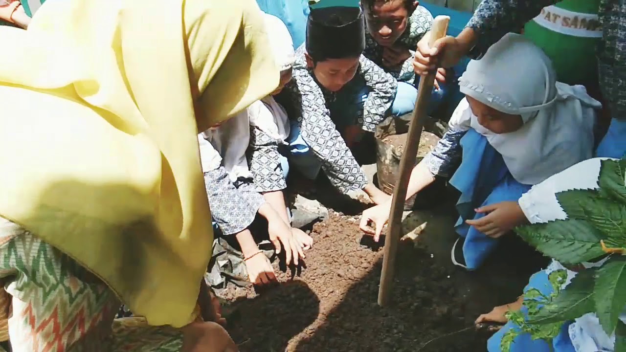 MINU Almurtadlo : menanam Bayam