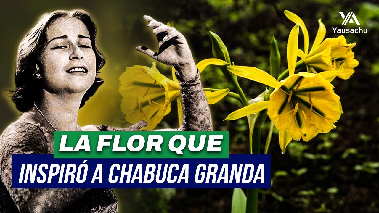Flor que INSPIRÓ a CHABUCA GRANDA en PELIGRO😢