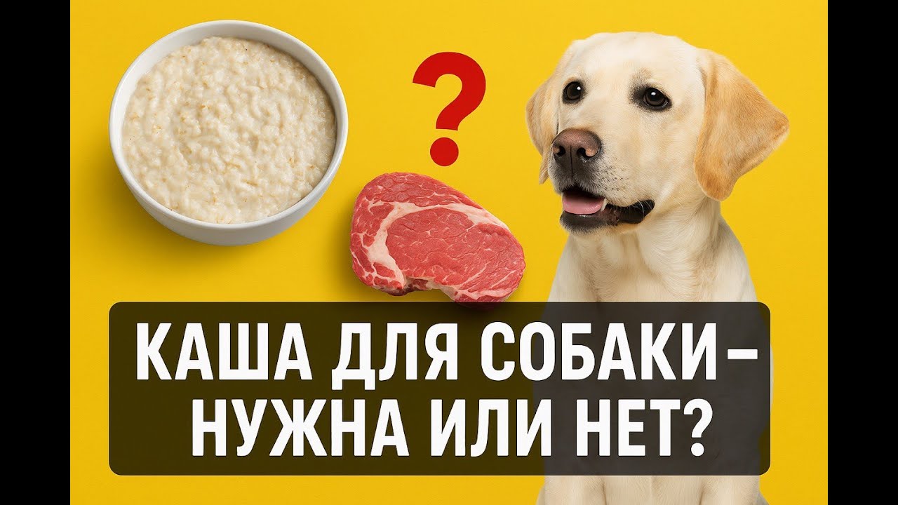 Каша для собак - нужна или нет? Есть ли смысл кормить собаку только мясом? Какой выбор лучше?