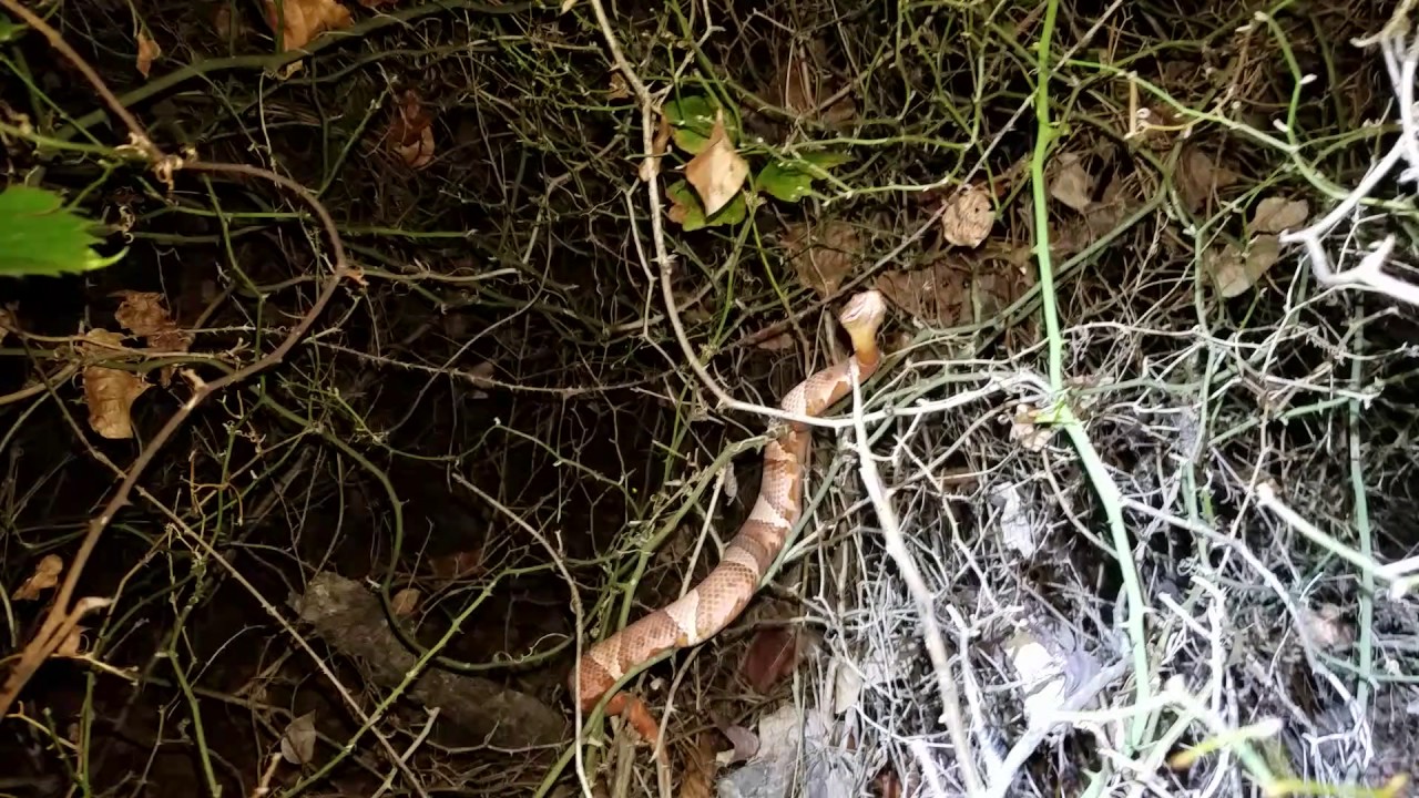 Copperhead in vines