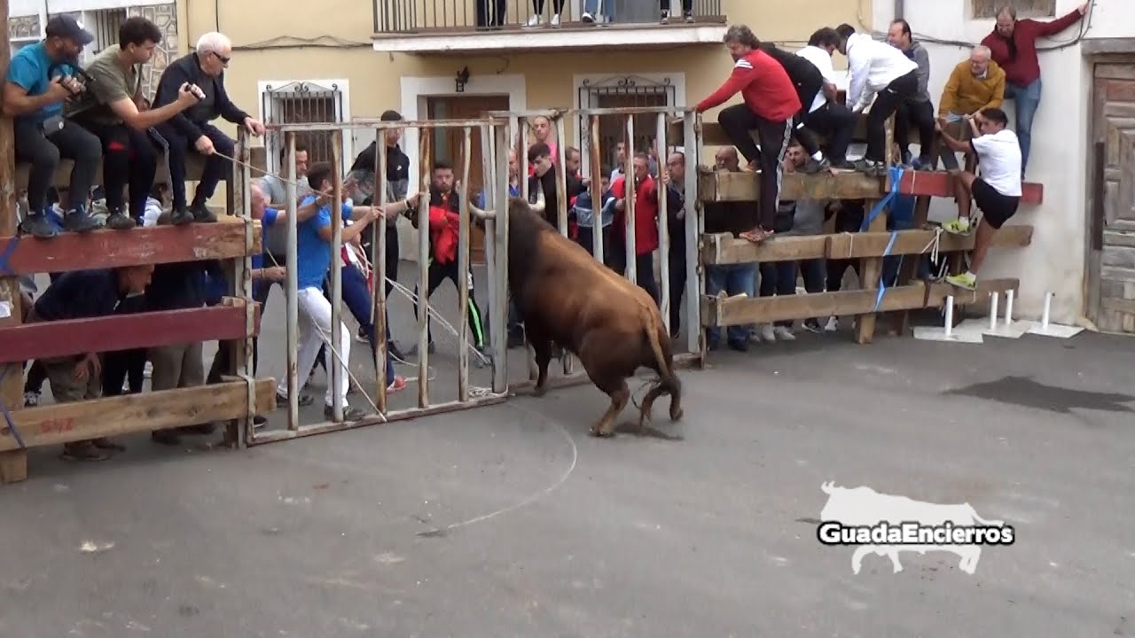 Encierro por el campo de Romanones 30 - 10 - 2022 cuidado casi se escapa el toro GuadaEncierros