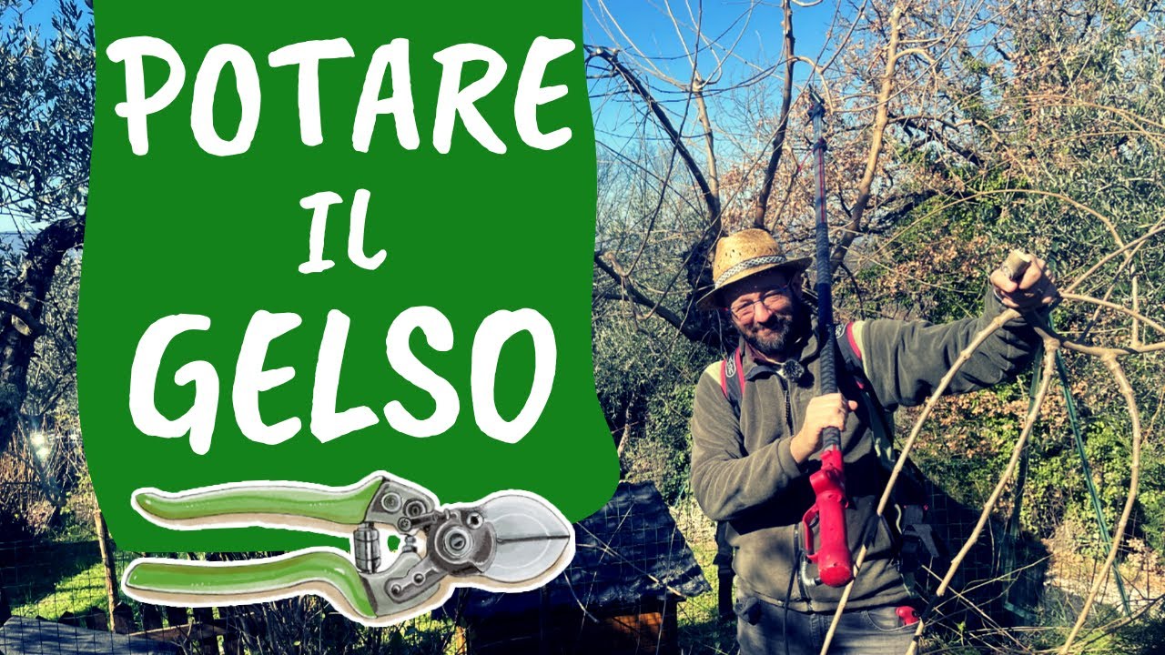 POTARE il GELSO: ecco le regole fondamentali