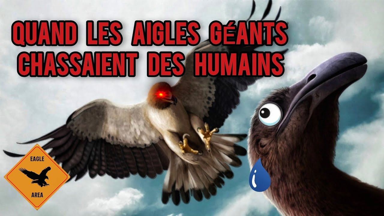 Le Cauchemar Ailé de la Nouvelle Zélande | l'Aigle de Haast