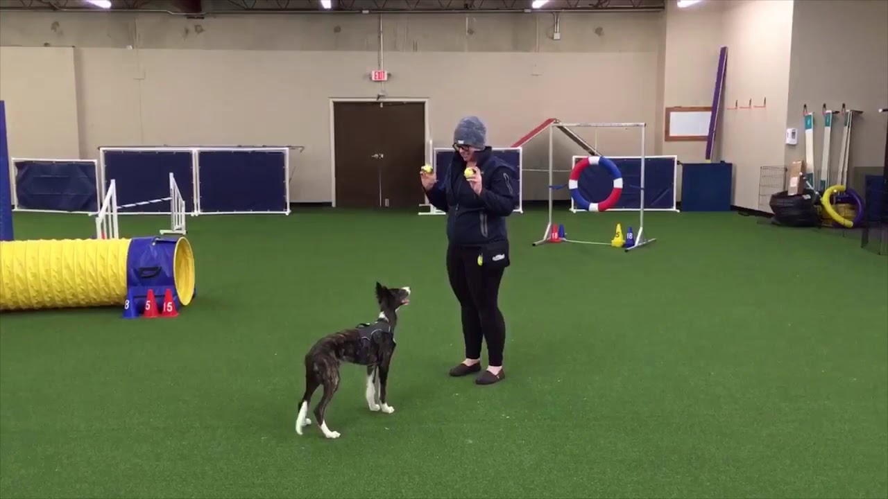 How to Play Two Ball Fetch