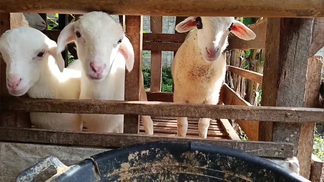 Mendonesia Farm Penen Domba Trah Legend #domba #dombakontes #viral #fyp #shorts #trending