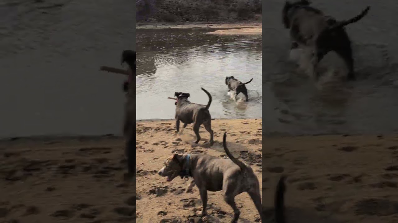 Dog pack training adventure with Phoenix, Hazel, Comet, Ruby, Koda, Rhea, Aurora and Mikko.