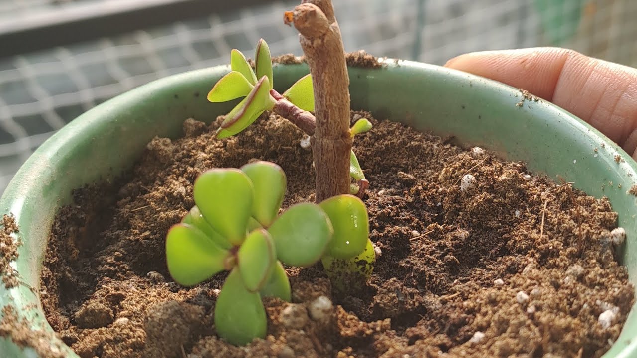 Green Fingers by Preeti Pandit is live,#on #live #gardening