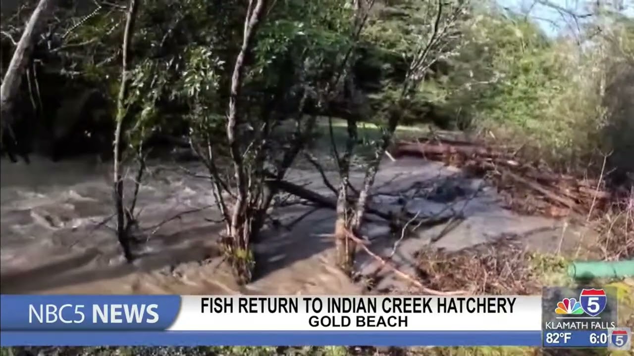Fish return to Indian Creek Hatchery