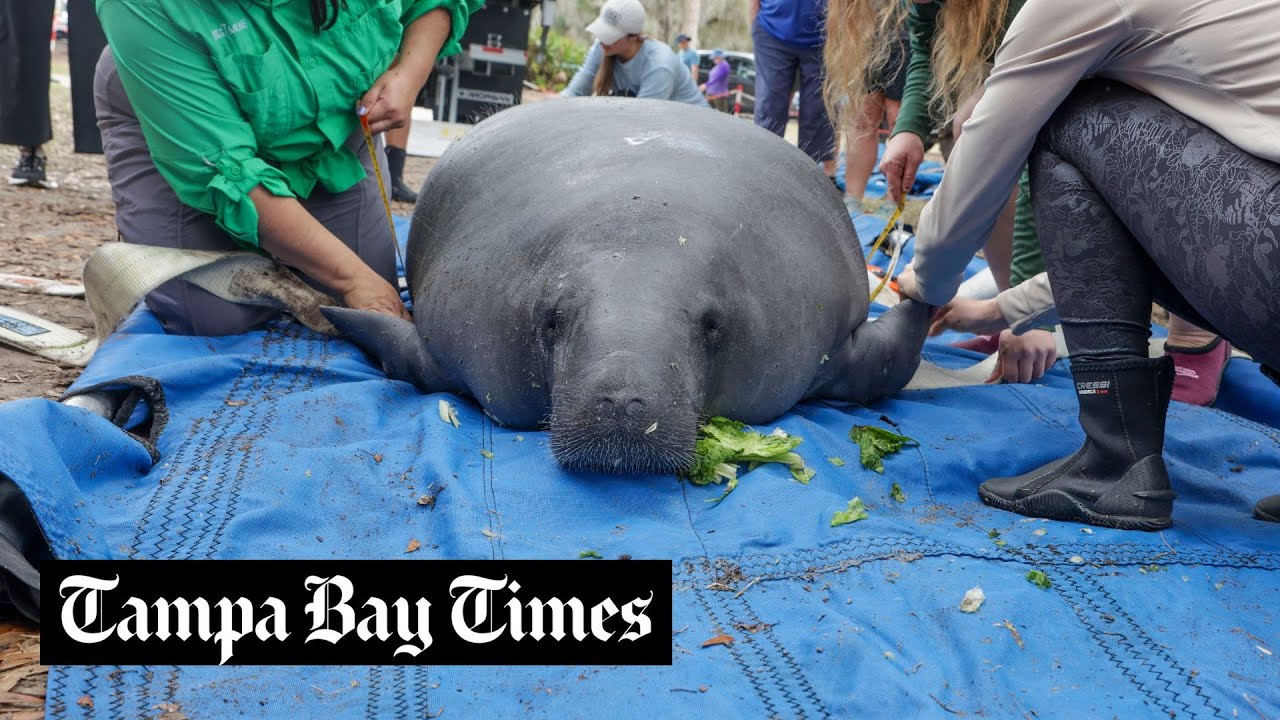 See a Florida manatee release at Blue Spring State Park