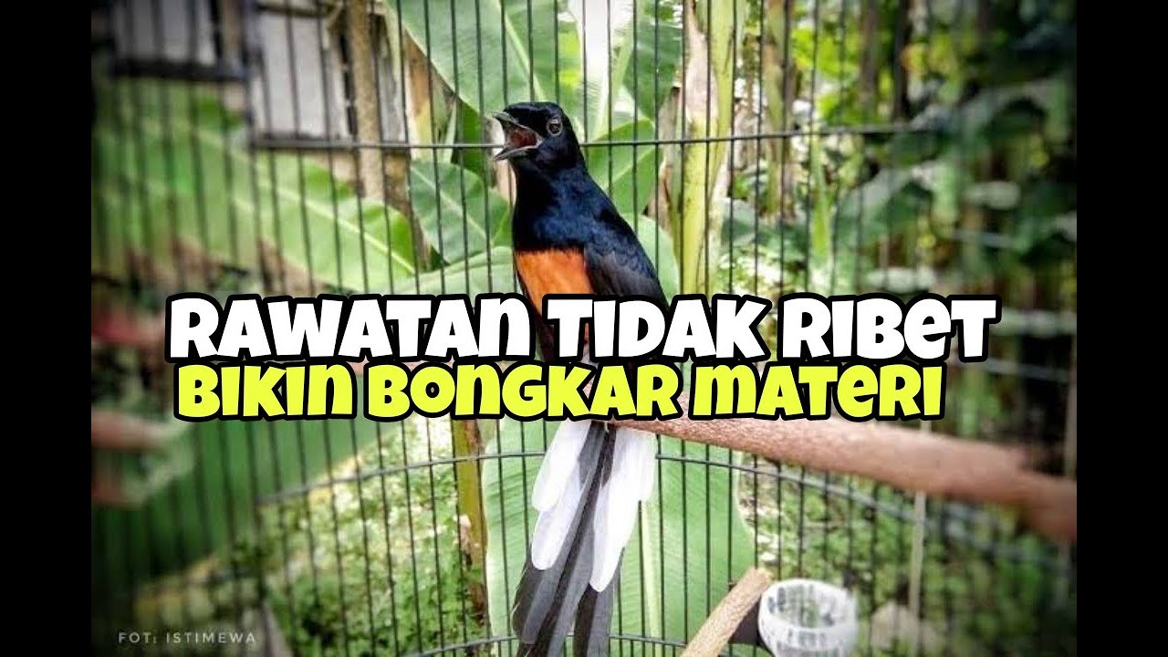 Cara merawat murai batu yang awalnya tidak bongkar materi sekarang jadi bongkar materi