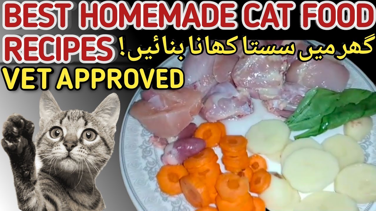 Best Homemade Cat Food Recipes In Urdu | Cheap Homemade Cat Food For Persian Cats | 