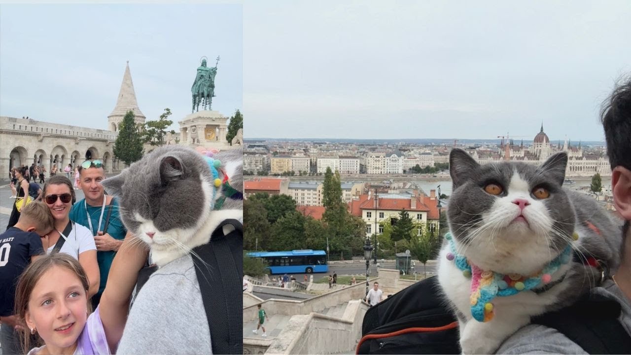 Adorable Cat Spreads Joy around Budapest 🇭🇺 - Part 2