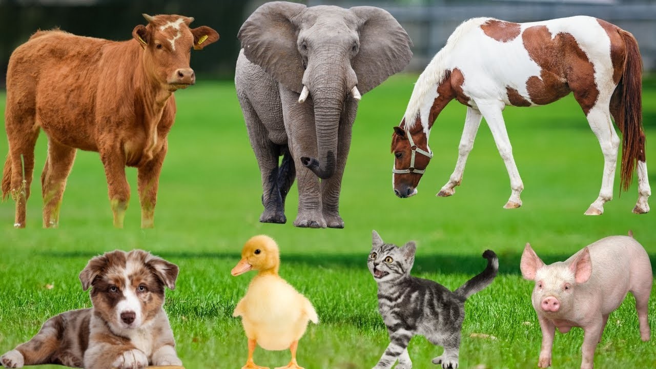 Learn Farm Animal Sounds | Cat, Cow, Dog, Sheep, Chicken & Horse Compilation