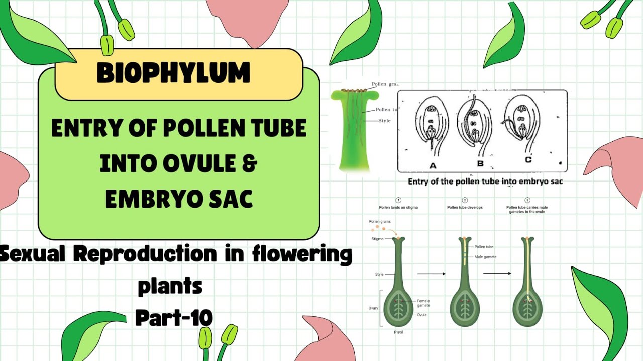 ENTRY OF POLLEN TUBE INTO OVULE & EMBRYO SAC Chapter-1 Part-10 For NEET & Class XII 