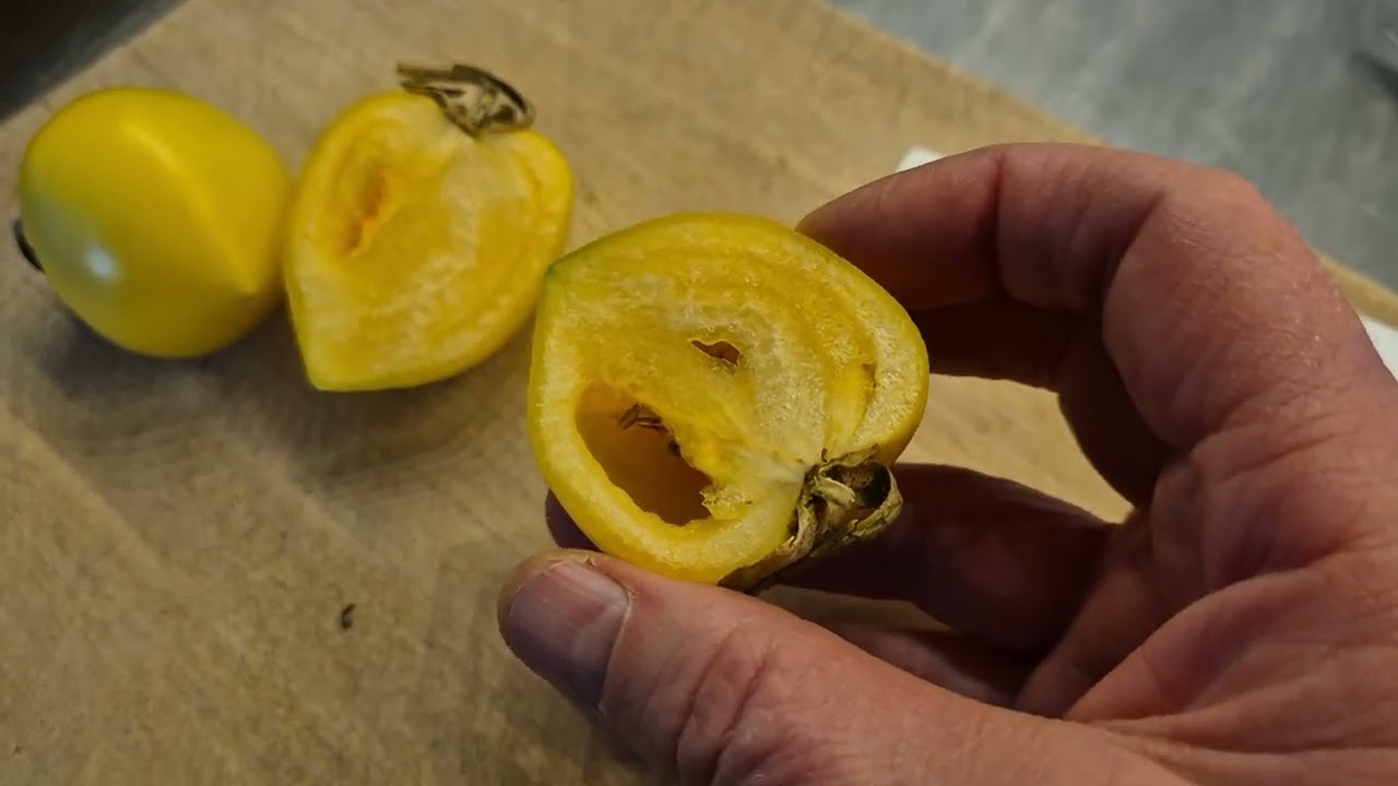 Tomatsorter, Långlagringstomat True Love