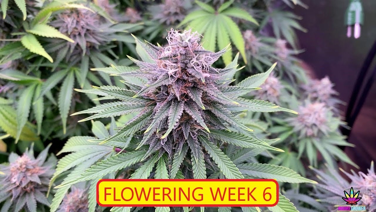 Optic Slim 320H & 600H LED Grow - Week 6 of Flowering - Update 13