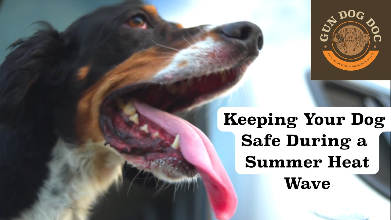 Sometimes It's Just Too Hot — Keeping Your Dog Safe During a Heat Wave