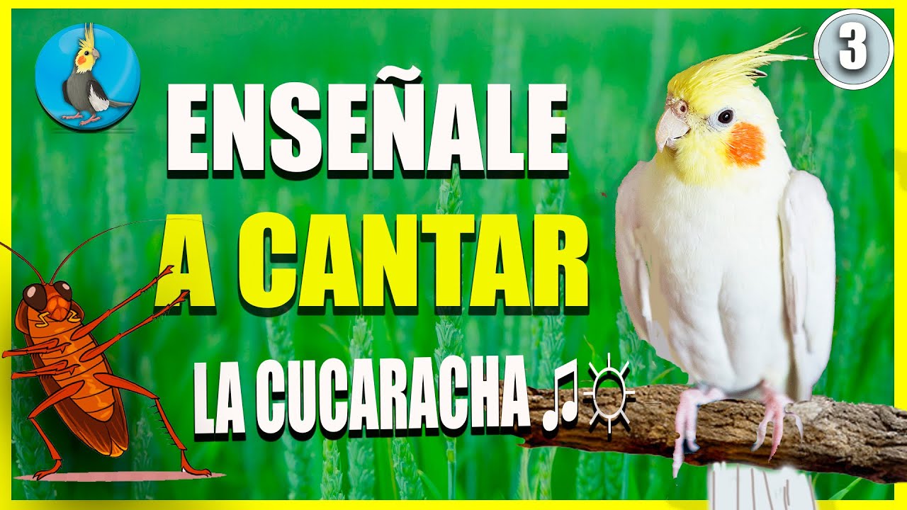 🟡 ENSEÑALE A CANTAR LA CUCARACHA A TU CACATUA ninfa COLAPSITA EN 1 HORA