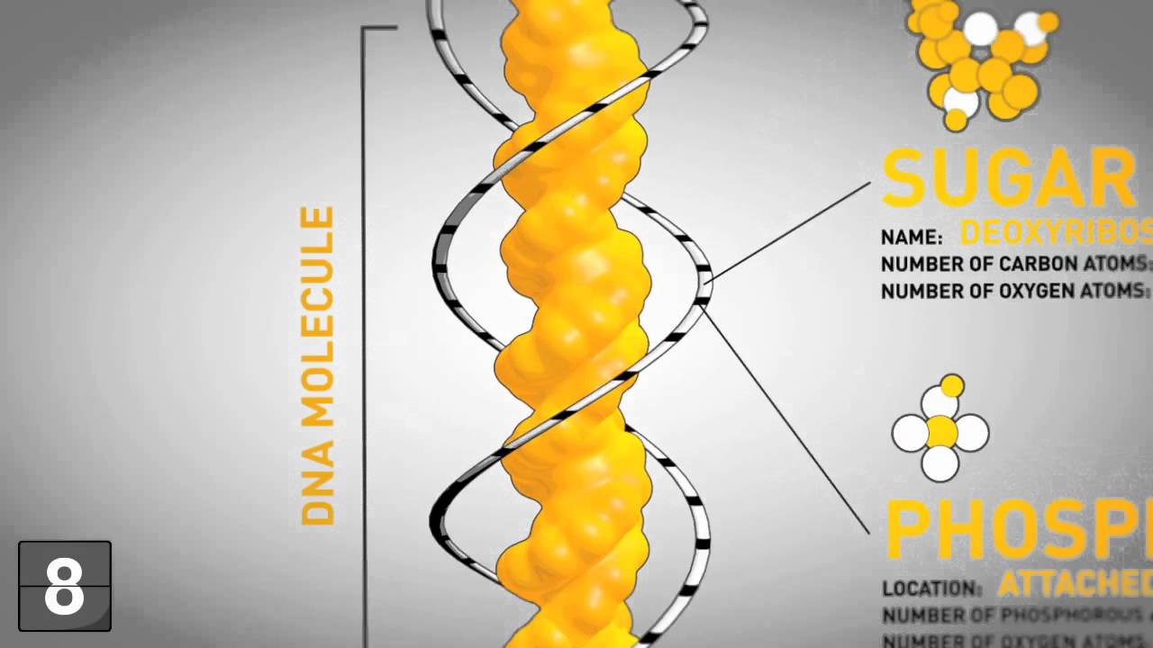 18 Things You Should Know About Genetics