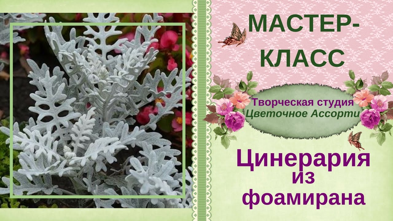 ✿Цинерария✿Мастер-класс из фоамирана✿
