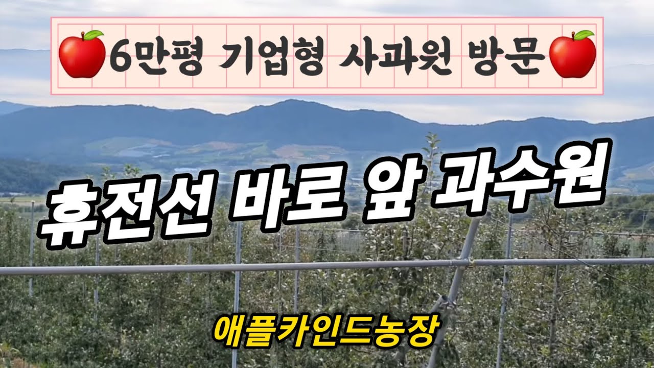 휴전선(철책)바로 앞 펀치볼에 펼쳐진 6만평 사과원의 장관! 애플카인드농장