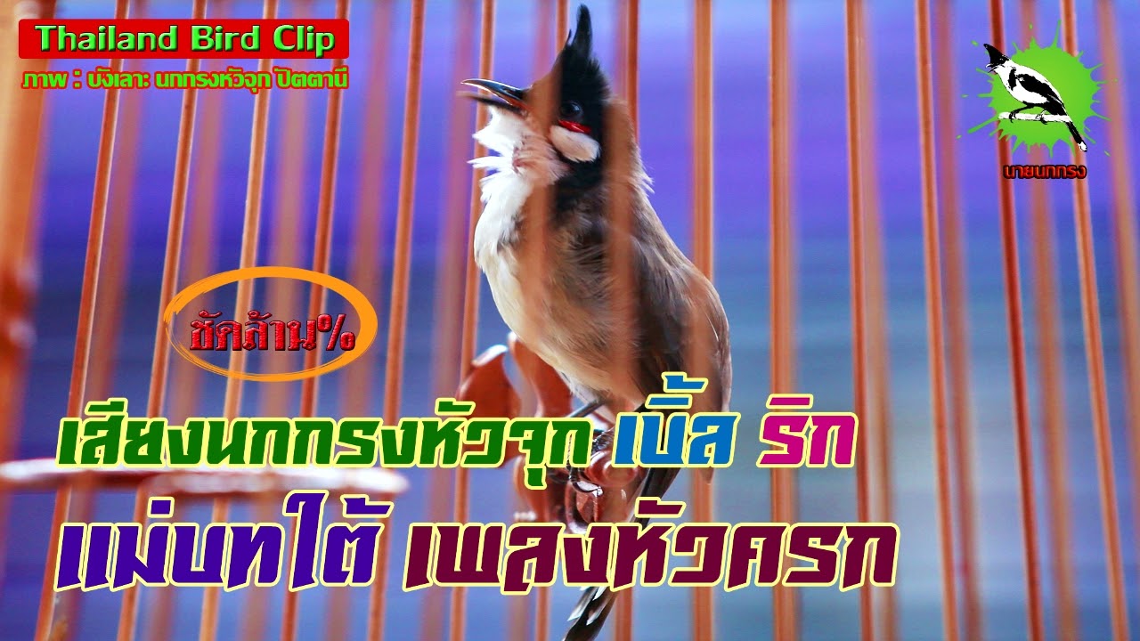 เสียงนกกรงหัวจุก เบิ้ล ริก แม่บทใต้ เพลงหัวครก (Thailand Bird Clip) : นายนกกรง Chào Mào Thái Lan