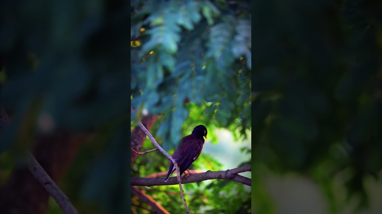 #photography #birds #planet #birds_captures #videography #wildlife #animals #birdsplanet #canon