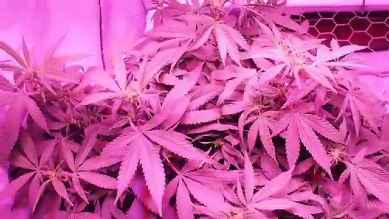 Perpetual Vipar LED Grow Update 4