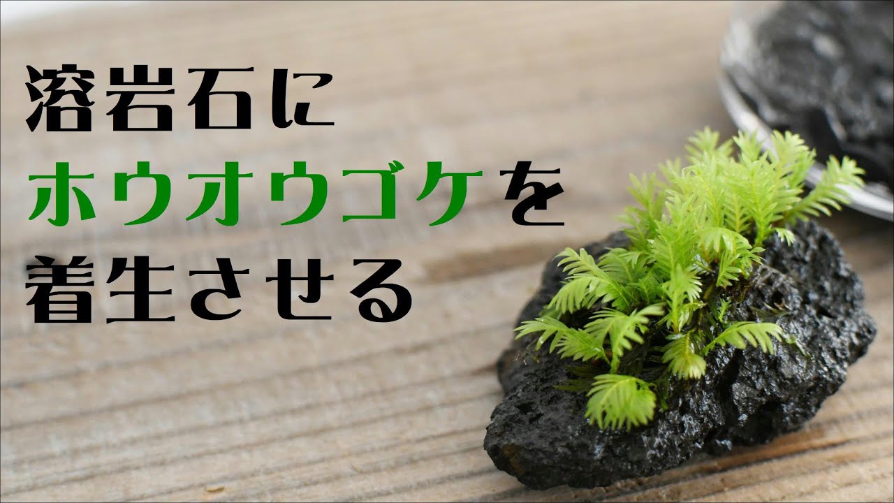 溶岩石にホウオウゴケを着生させる【苔テラリウム着生テクニック＃08】｜苔の着生｜溶岩石への付け方