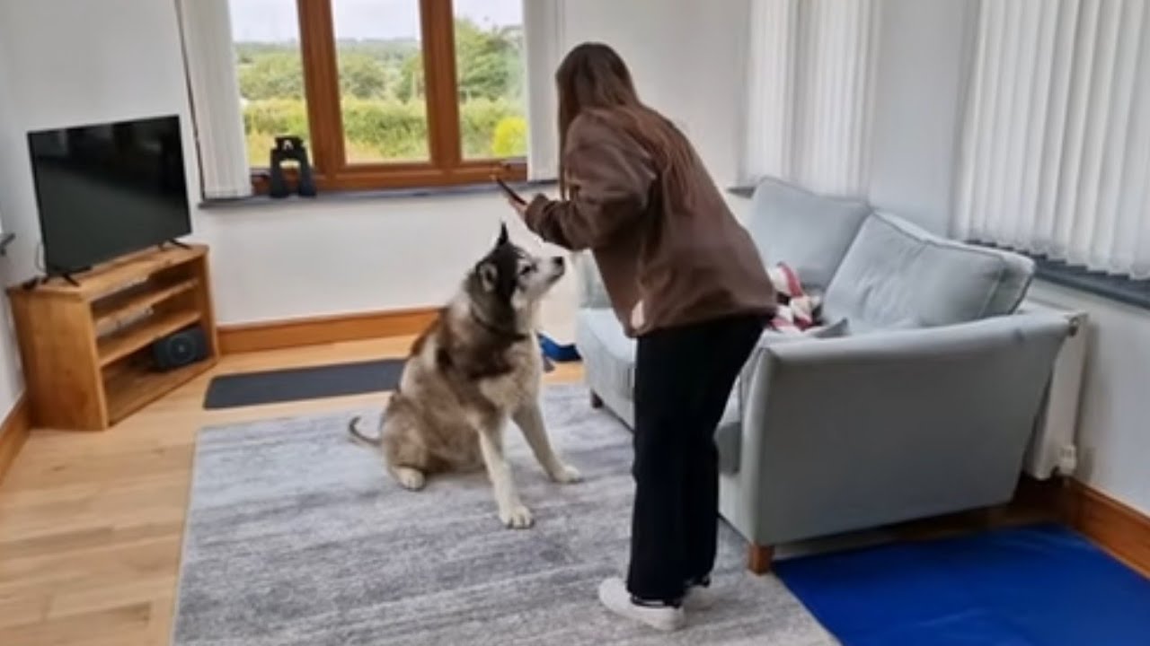 Daughter Visits Husky At His New Home