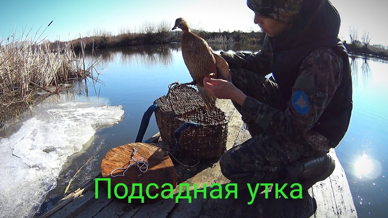 Подсадная утка и всё что нужно для неё