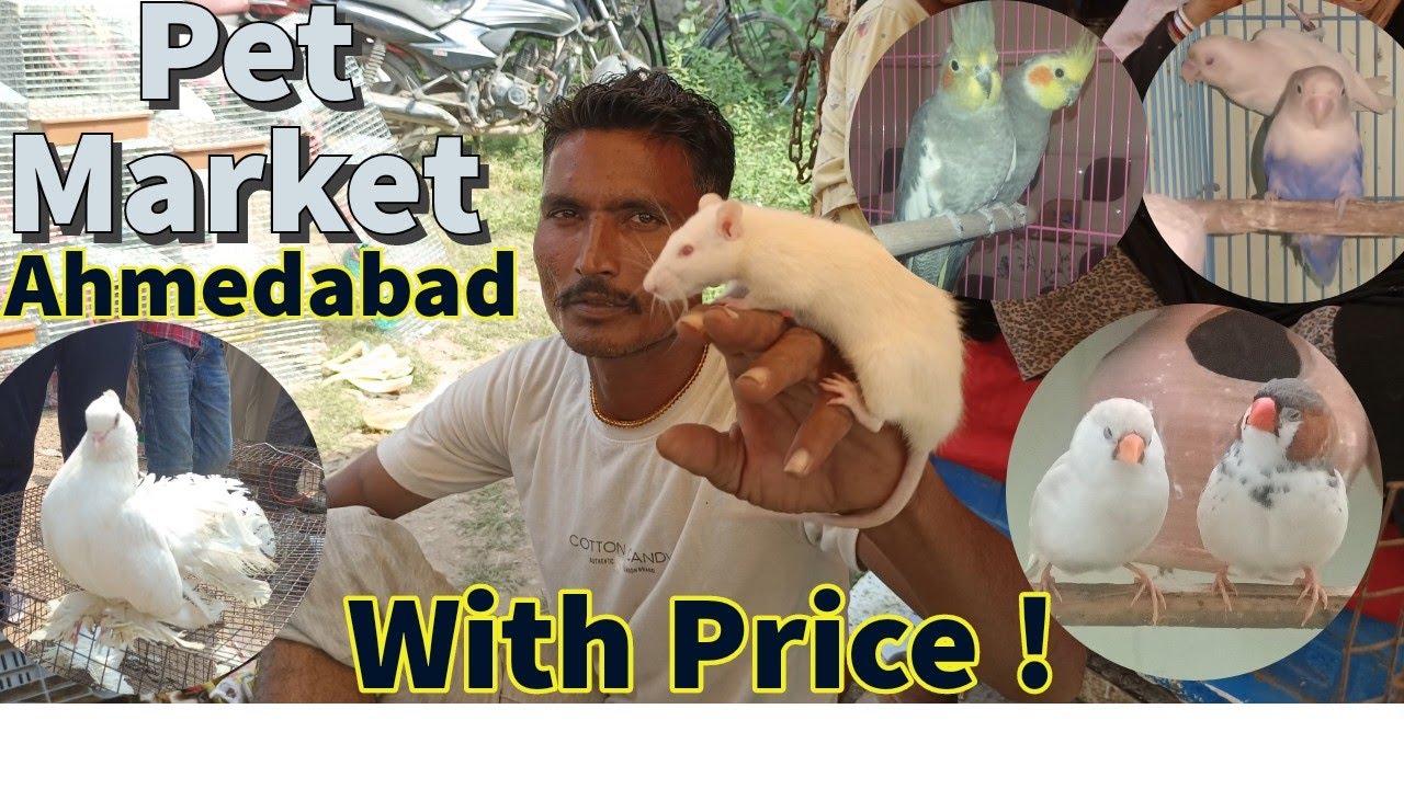 sunday bird market ahmedabad gujarat 2023 | Guinea pig, white mouse, CAT, dog, Parrots, Kabutar