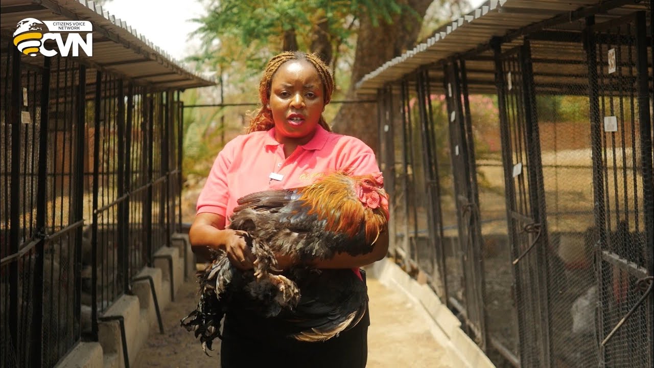 She left her 8–5 mining job to make more money with special Roadrunner chicken breeds