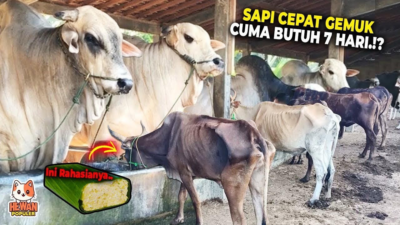 Peternak SAPI WAjib Nonton ini !  Cara Cepat Menggemukkan Sapi Kurus Jadi Gemuk
