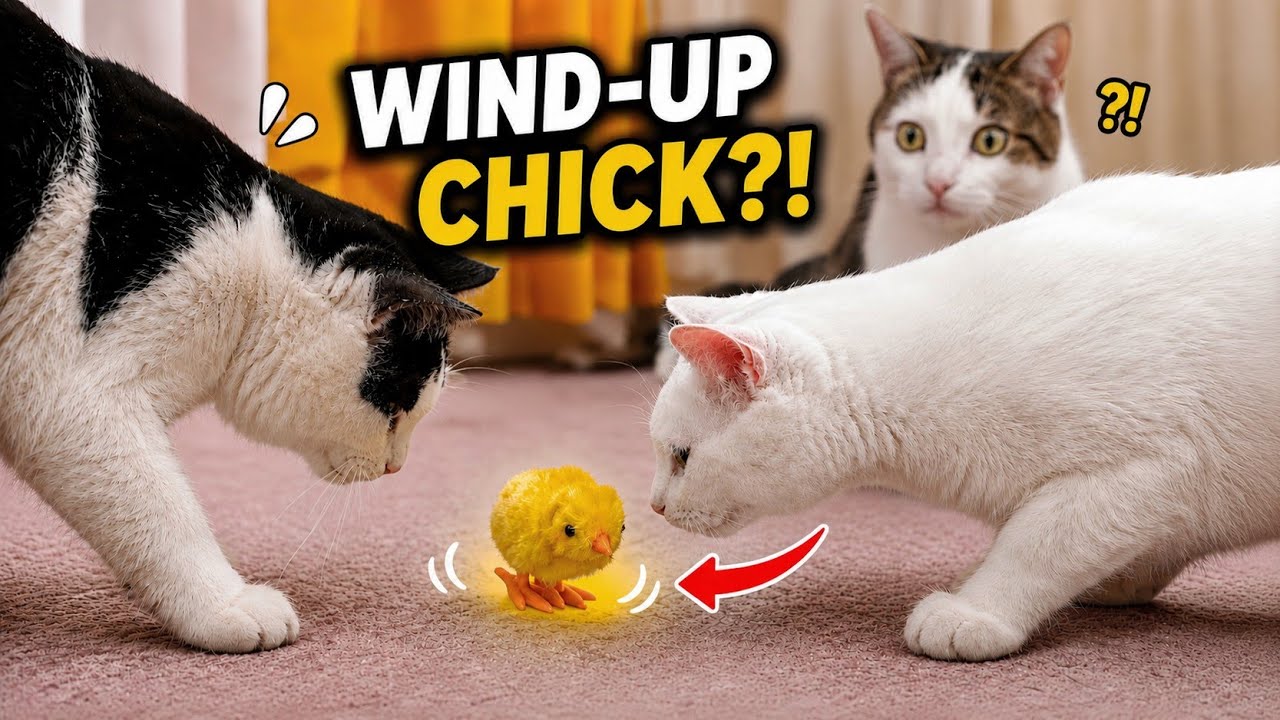My Cats’ Reaction to a Wind-Up Chick 😮💥