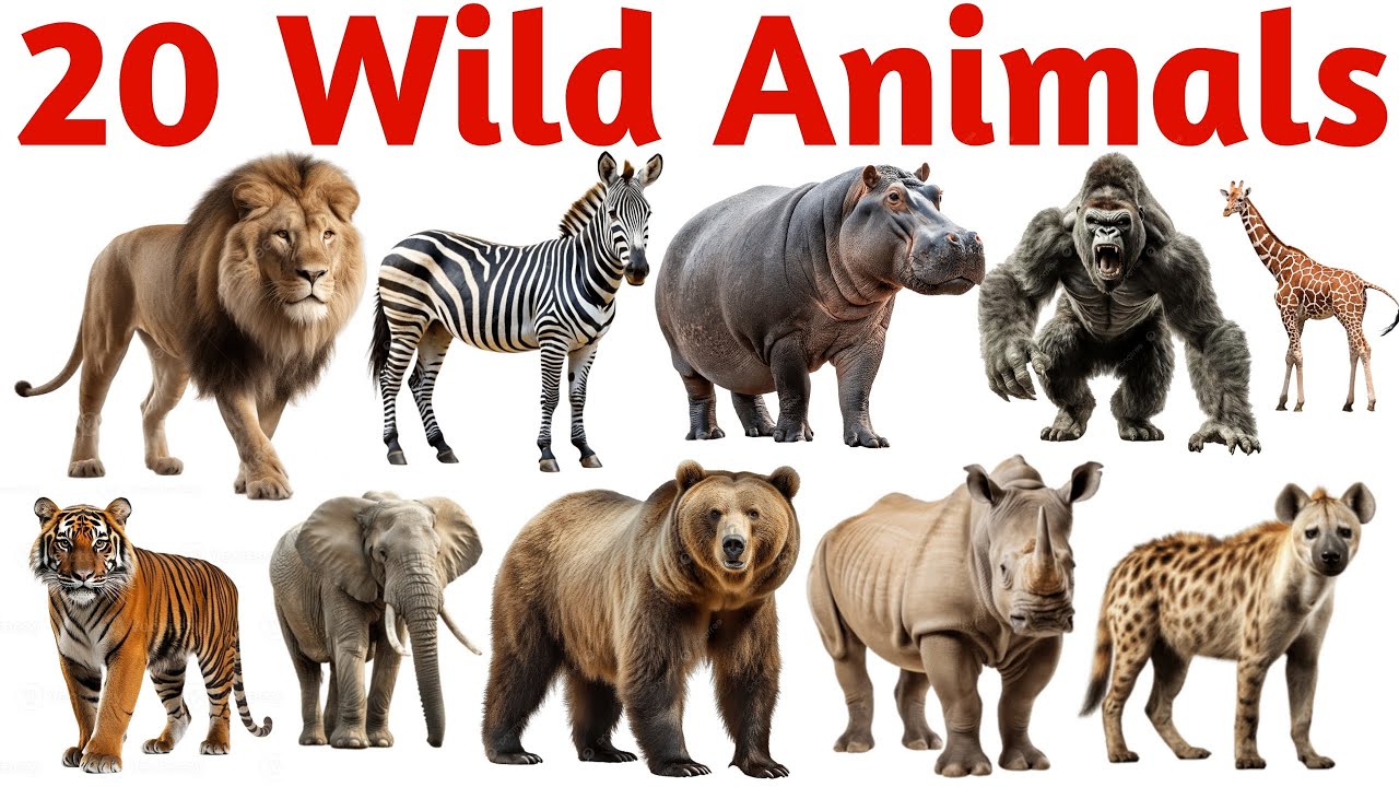 जंगली जानवर | Learn 20 Wild Animals Names in English with Pictures and Sounds for Kids