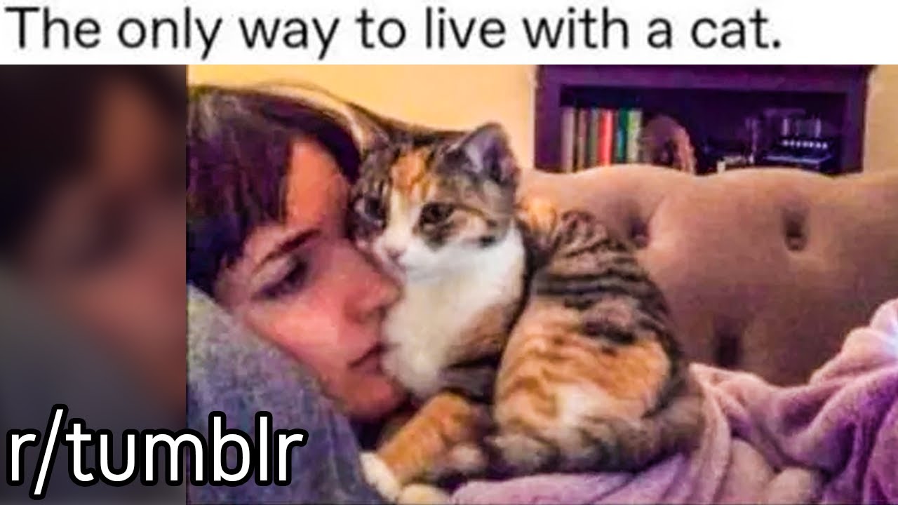 r/tumblr | How to live with a cat.