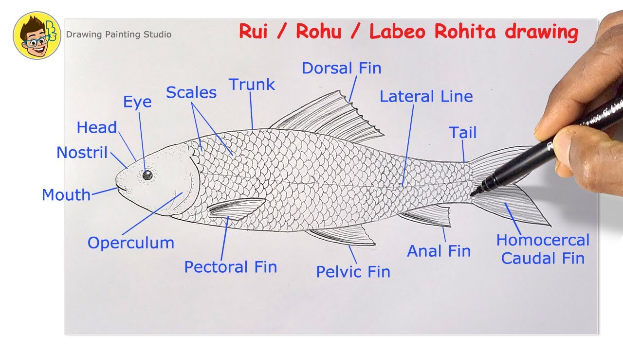 How to Draw Labeo Rohita for Life Science exam | Easy Rohu Fish Drawing | Rui Fish ( Ruhi Fish)