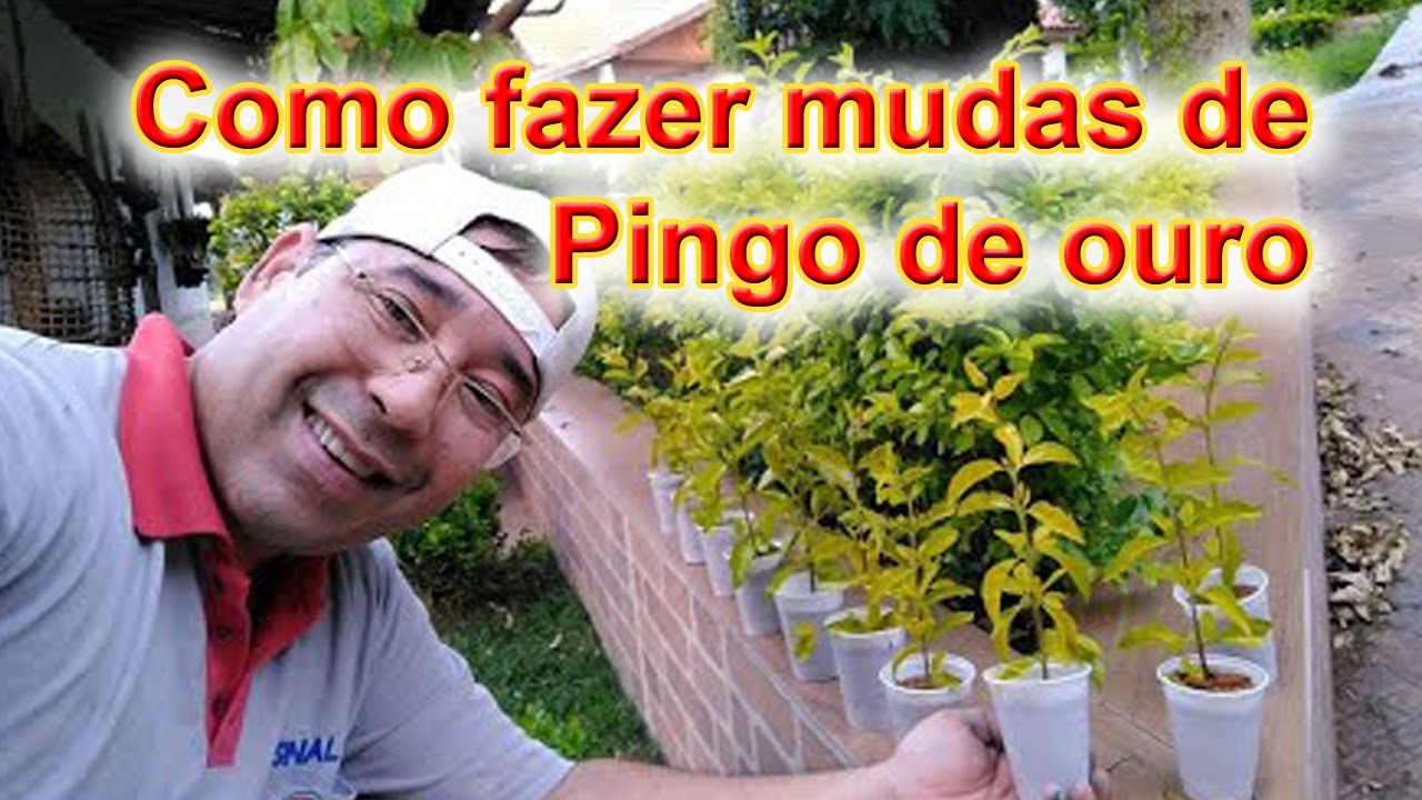 Como fazer mudas de Pingo de ouro, passo a passo da estaquia, bem simples e f&aacute;cil.  -  by Takenaka