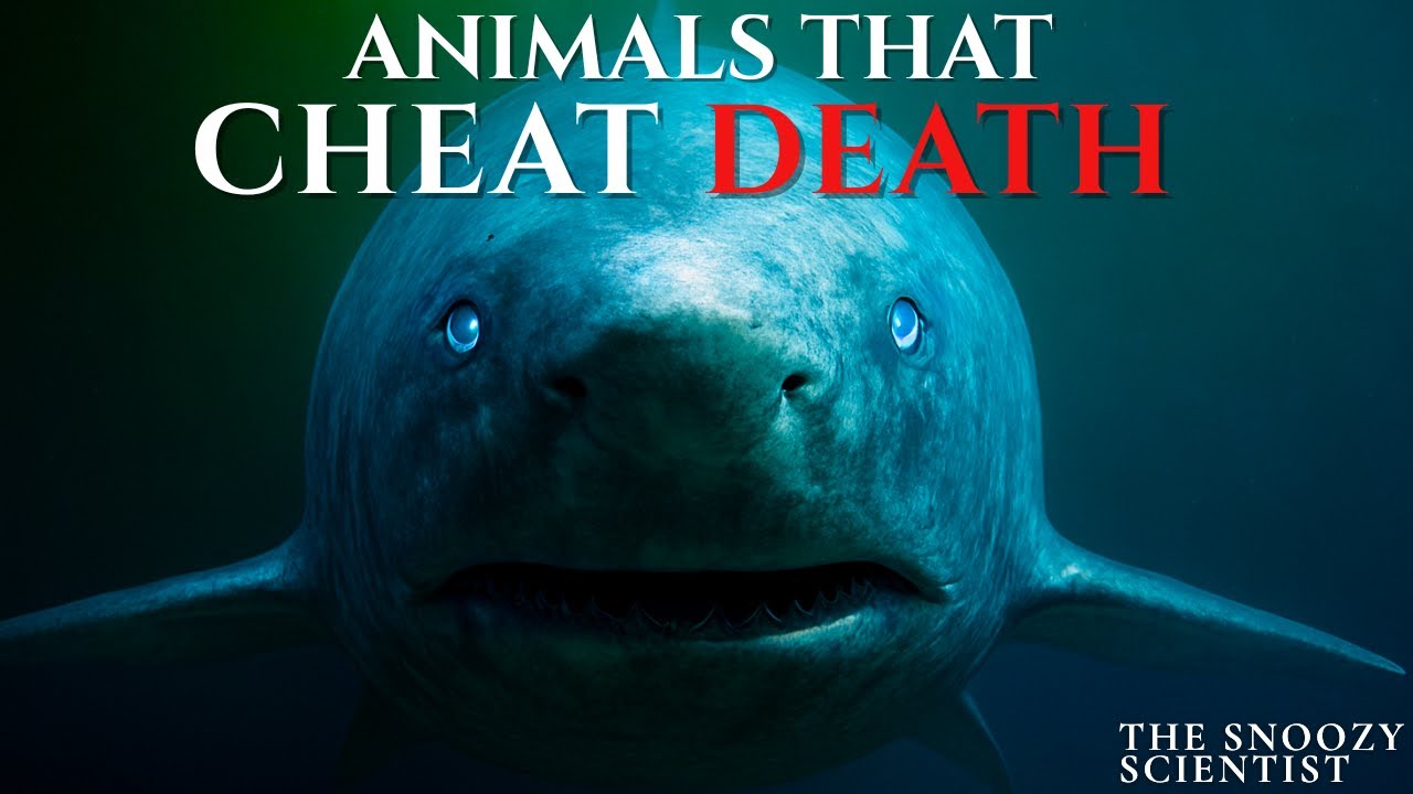 Immortal Creatures That Defy Death